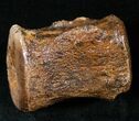 Hadrosaur Vertebra - Two Medicine Formation #14735-2